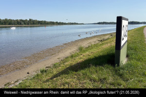 IMG5714Niedrigwasser-Rhein-21-05-2026